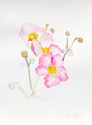 Japanese Anemones - watercolour on paper