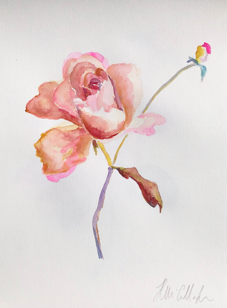 Spring Rose