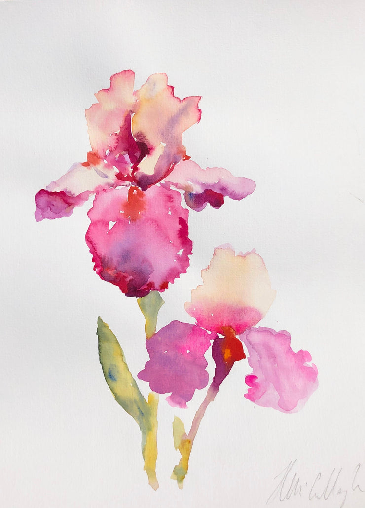 Pink Irises