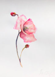 Blooming Poppy