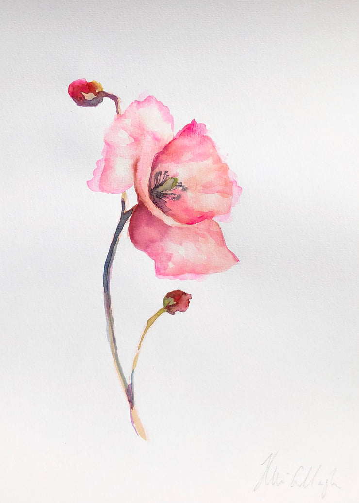 Blooming Poppy