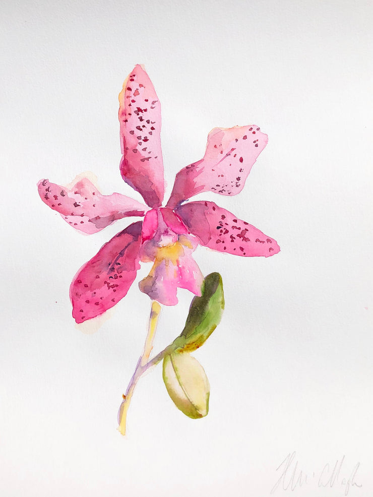 The pink orchid