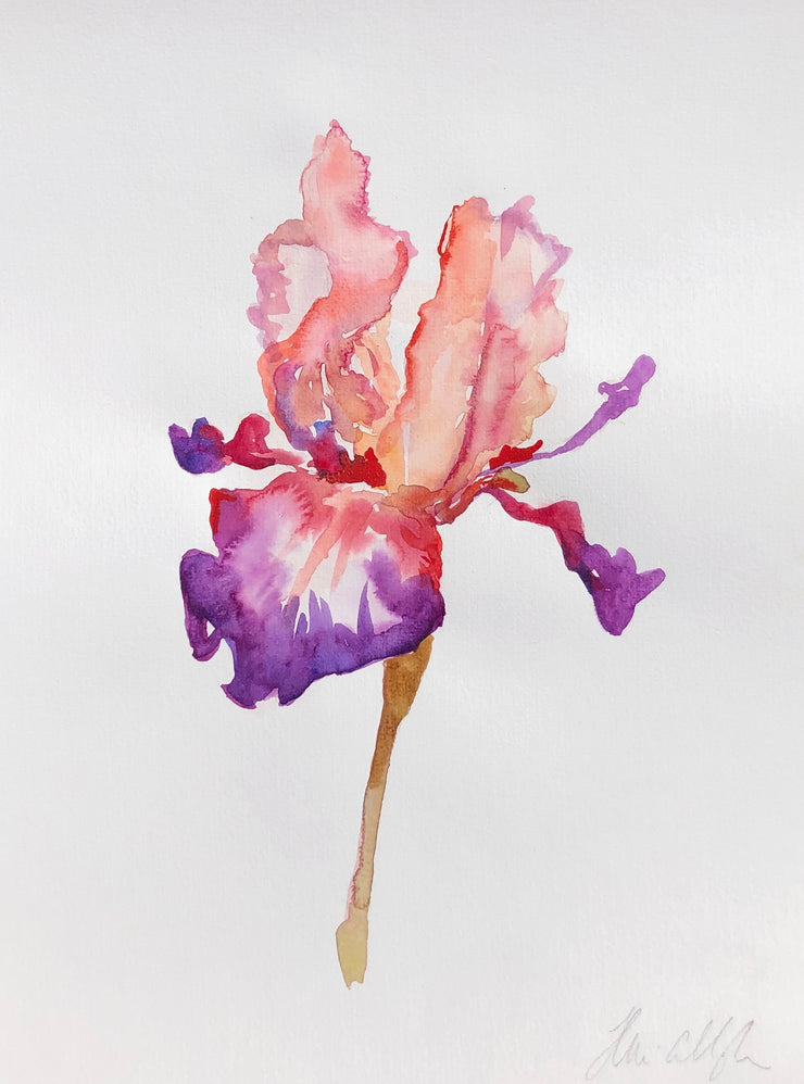 Bearded Iris in Coral