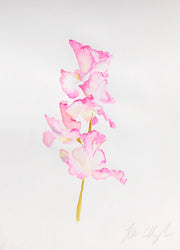 Sweet Pea