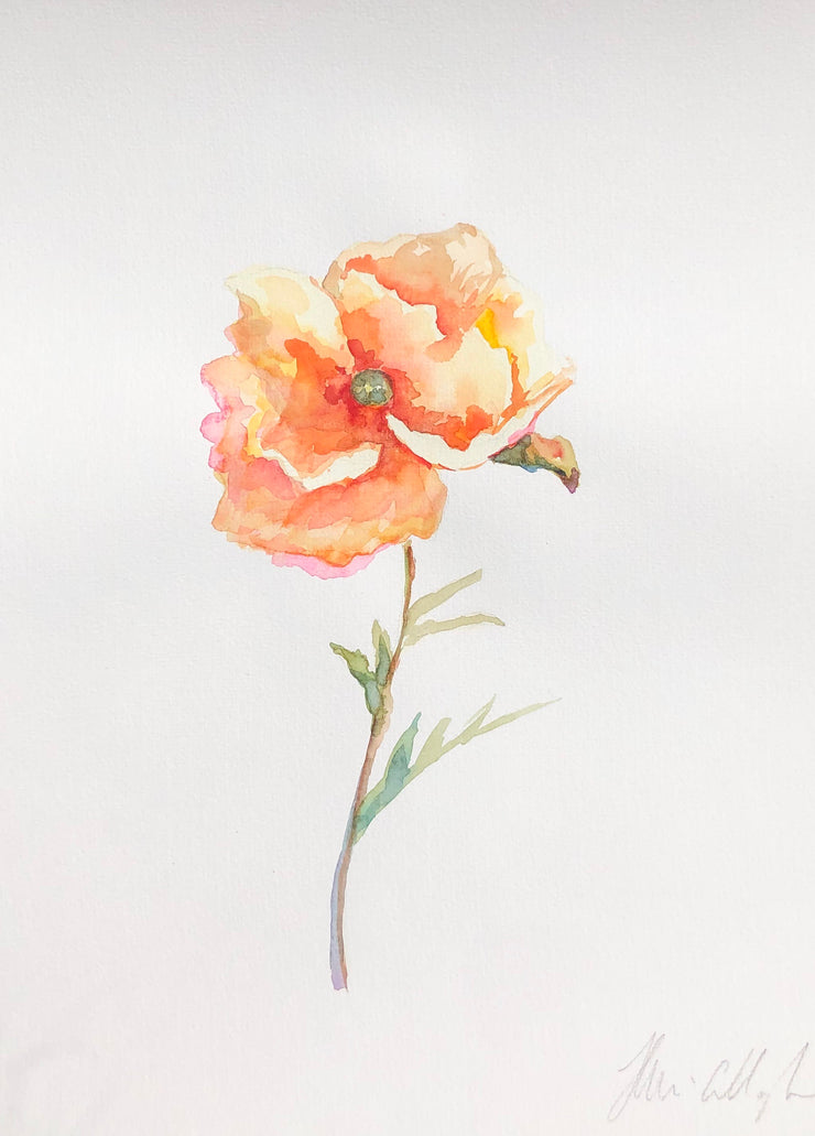 Orange Poppy