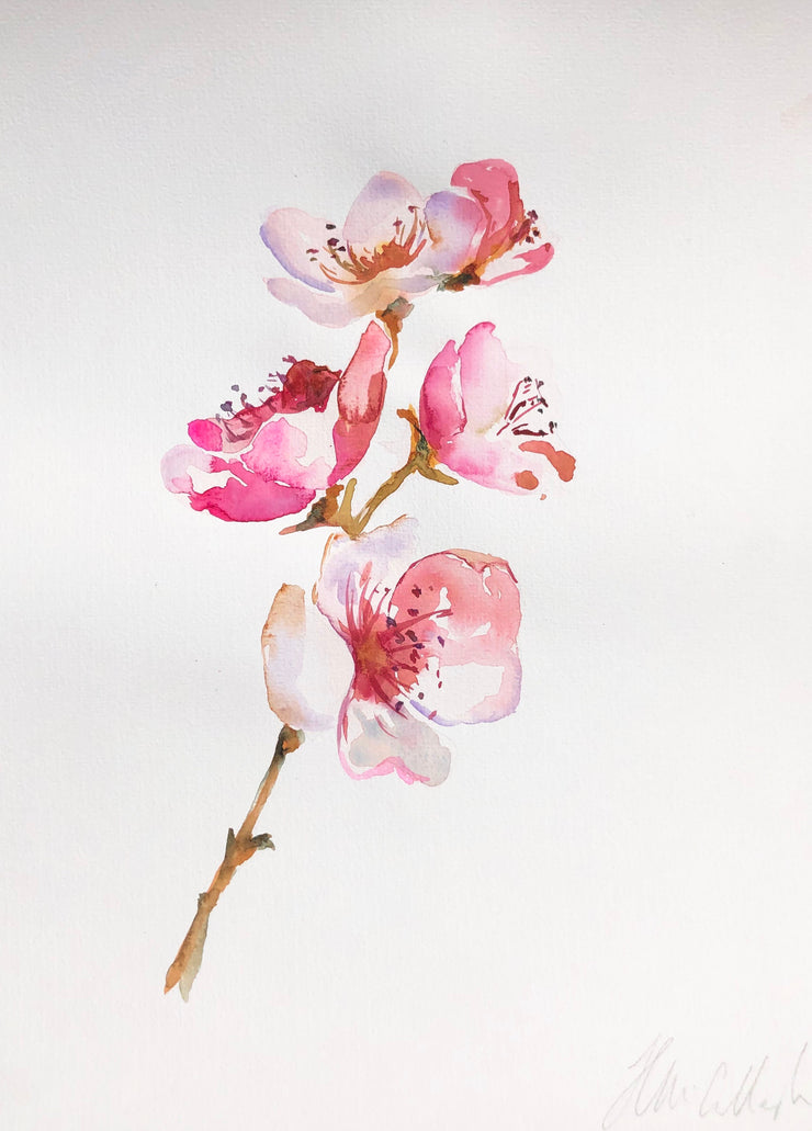 Cherry Blossoms