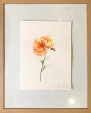 Orange Poppy