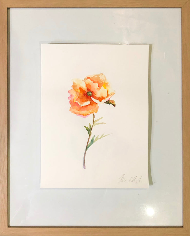Orange Poppy