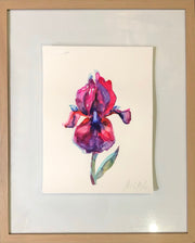 Dancing Iris