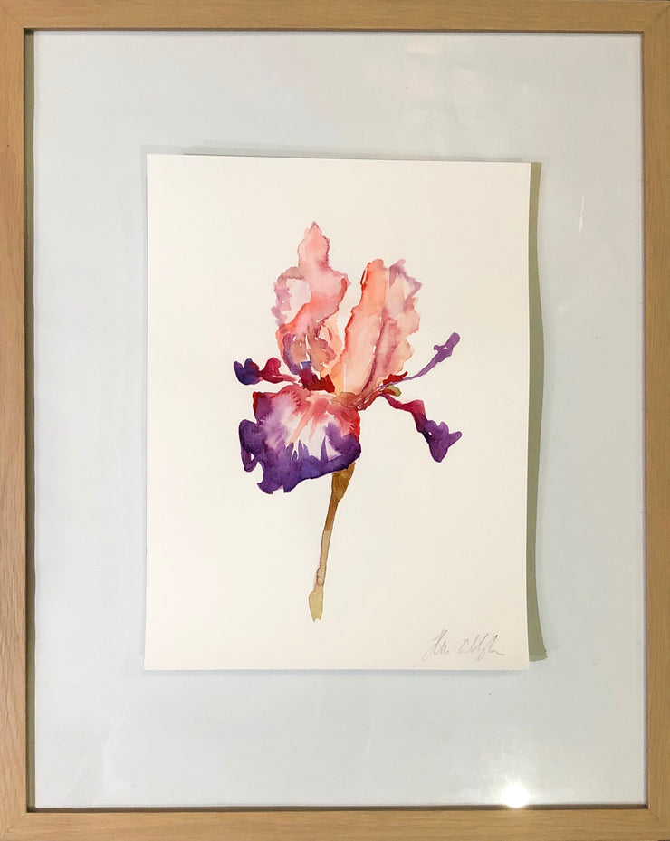 Bearded Iris in Coral