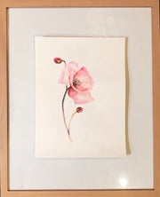 Blooming Poppy