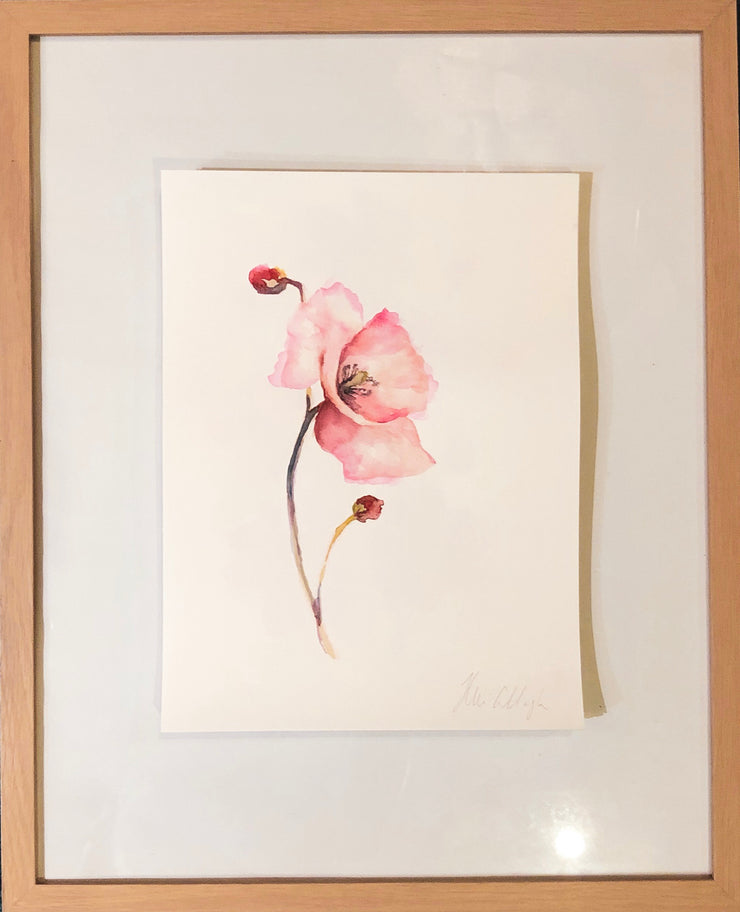 Blooming Poppy