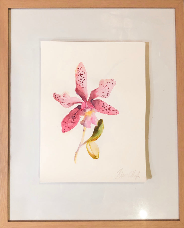 The pink orchid