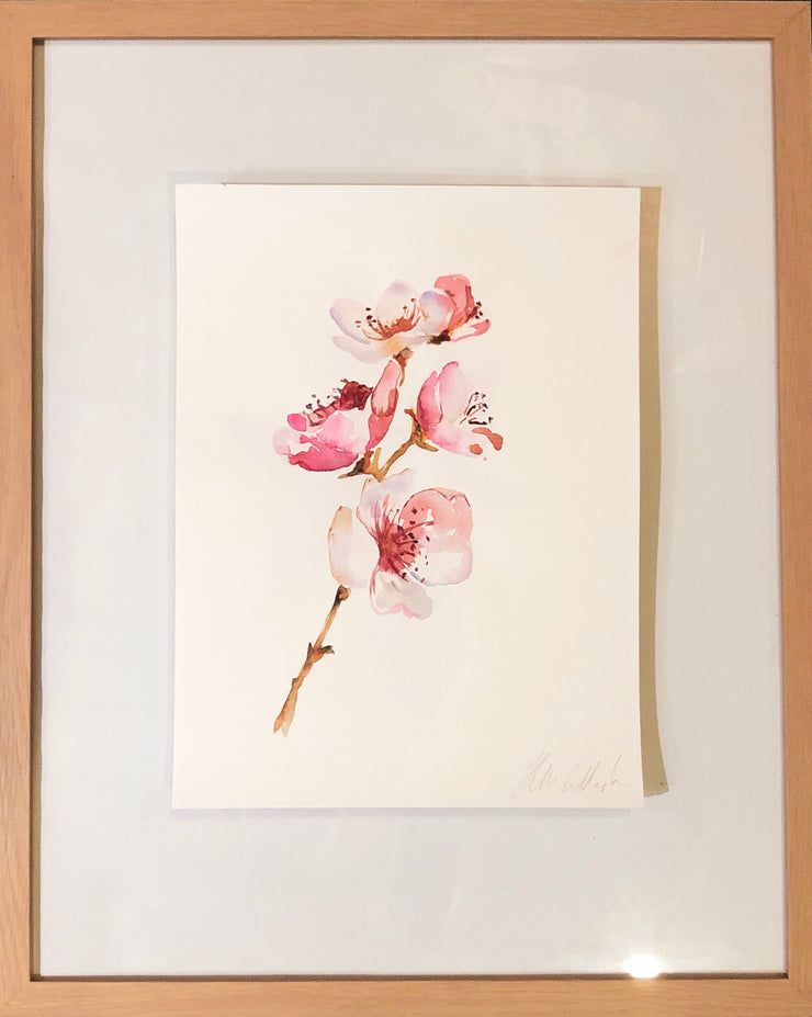 Cherry Blossoms
