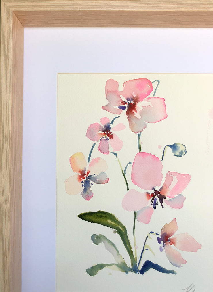 Evening orchid