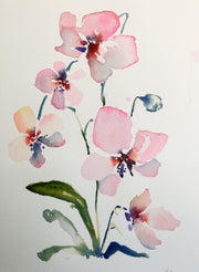 Evening orchid