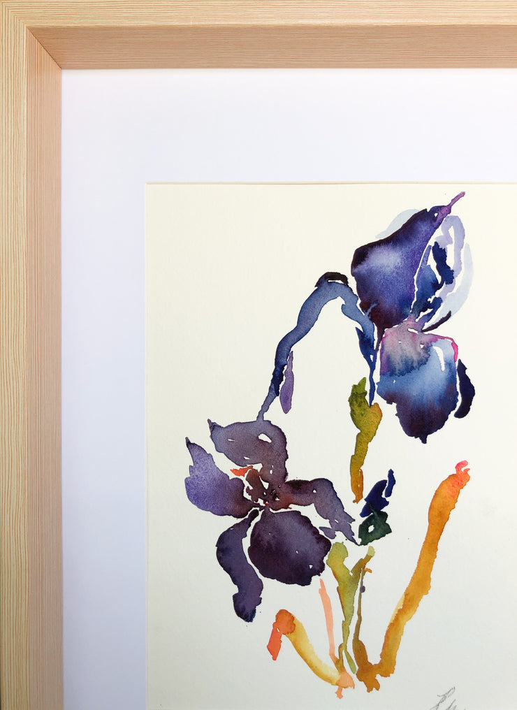 Night Iris
