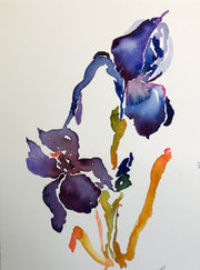 Night Iris