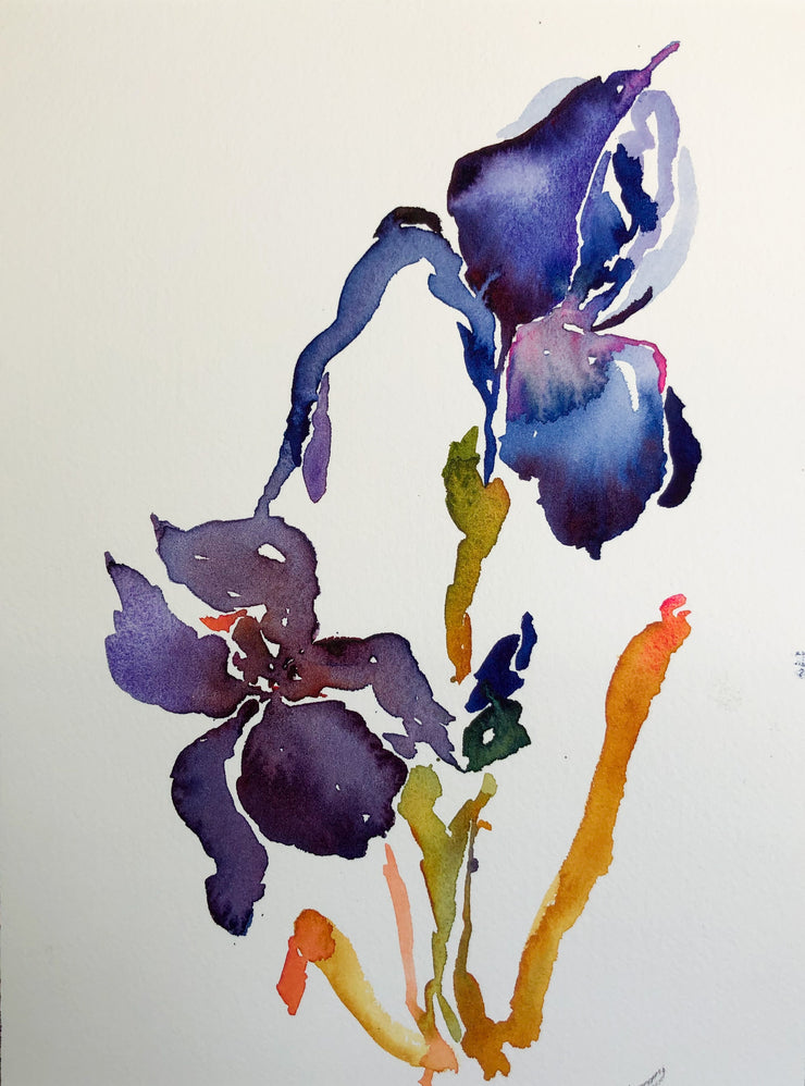 Night Iris