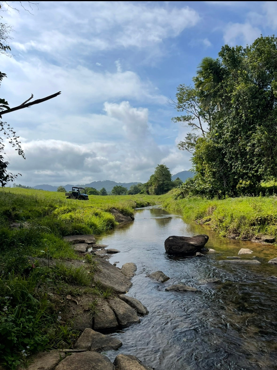 Creek and rainforest edge at Mena Creek